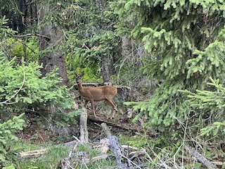 Appartamento per vacanze St. Urban Registrazione all'aperto 25