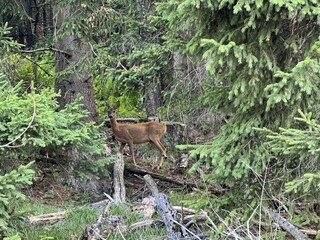 Holiday apartment St. Urban Outdoor Recording 25