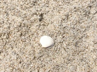 Muschel am Strand