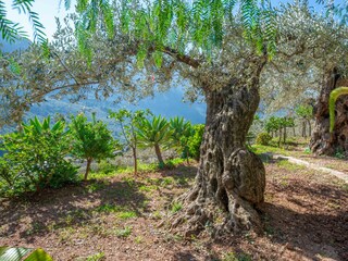 Tenuta Fornalutx Registrazione all'aperto 25