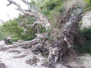 beach in Holnis