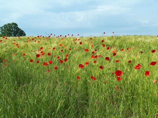 Appartamento per vacanze Kronsgaard Ambiente 37