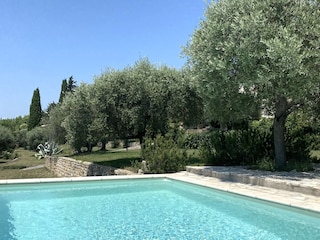 Der Pool inmitten der Oliventerassen