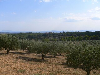 Olive plantations in the country side