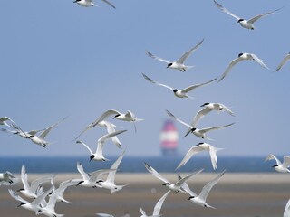 Seeschwalben und Leuchtturm Mellumplate