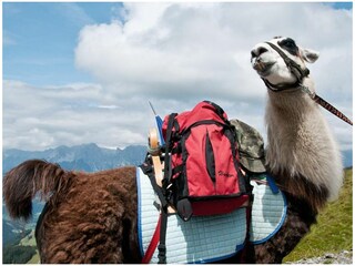 Chalet Zell am See Omgeving 27