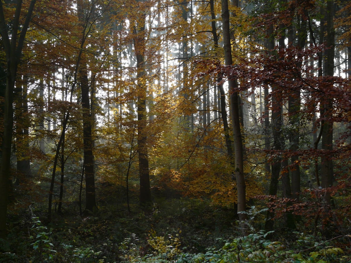 Herbstwald