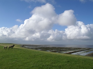 Blick über den Deich