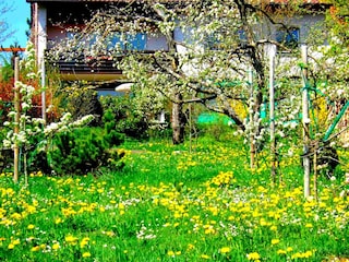 Garten an der Fewo-Terrasse