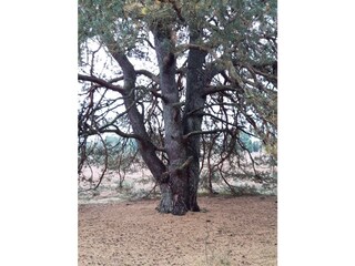 ….unterwegs in der Heide