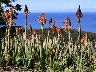 Appartamento per vacanze Capoliveri Registrazione all'aperto 15