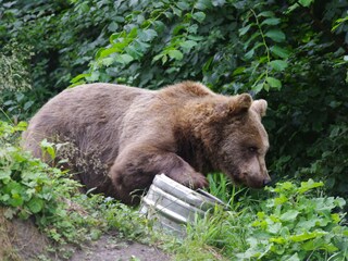 Im Bärenwald