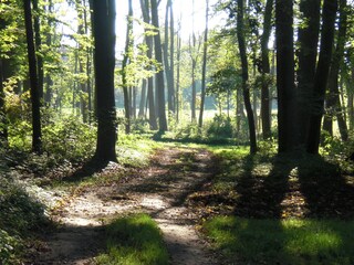 Waldspaziergang