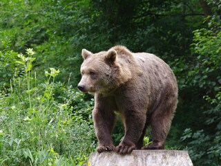 Im Bärenwald