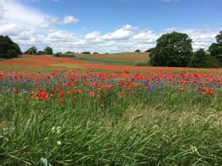 Sommerblüte auf dem Feld