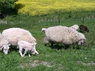 Sachfe am Deich