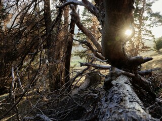 Wald oberhalb Sent