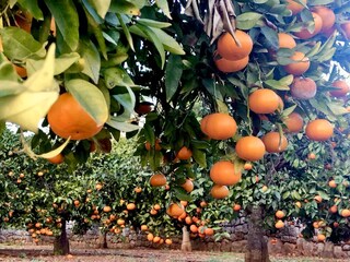 Casa per le vacanze Sant Carles de Peralta Ambiente 33