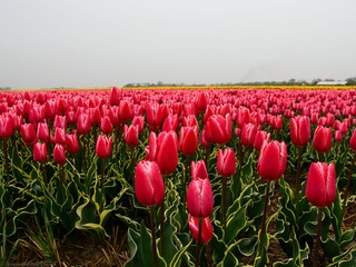 Tulpenfeld