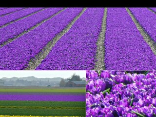 blühende Krokusse fehld direkt unter den Dünen