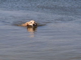 das Element "Wasser", ideal für Hunde