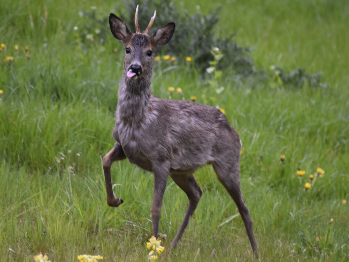 Sie sind nicht immer alleine im Garten