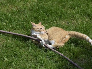 Sie sind nicht immer alleine im Garten. Tom ist auch da