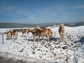 Haflinger vom Gestüt Meura auf der Winterweide
