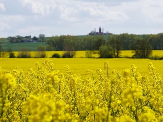Blick über den Raps zum Bastorfer Leuchtturm