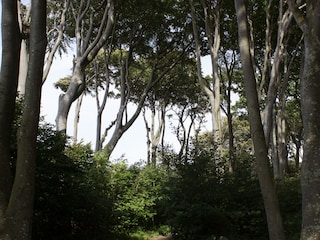 Waldspaziergänge laden ein