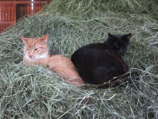 Tiger & Blacky