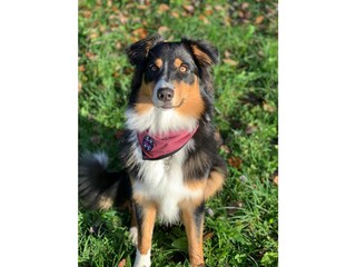 Farm doc „Ella“