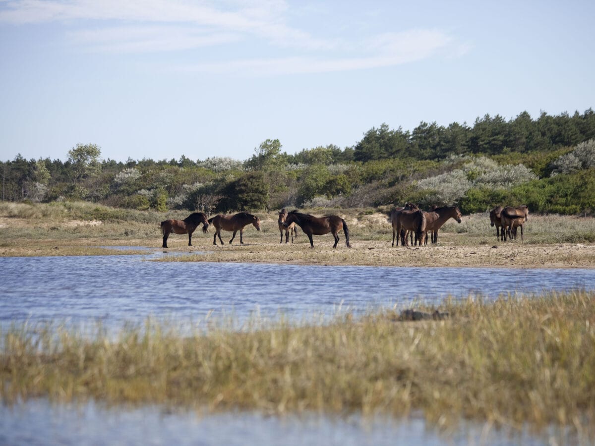 Ferienwohnung Egmond aan Zee  41