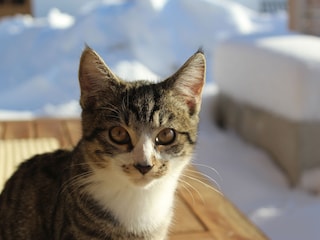 Unsere Katze Elvis
