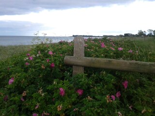 Hundsrosen am Strand