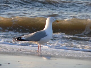 Villa Sint Maartenszee Environment 33