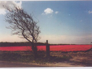 Villa Sint Maartenszee Environment 36