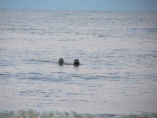 Villa Sint Maartenszee Ambiente 37