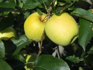 Appartamento per vacanze Algund Ambiente 22