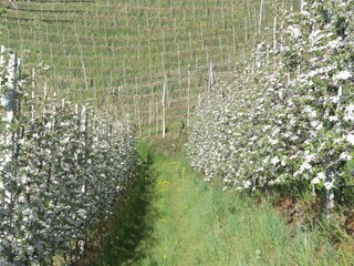 Appartamento per vacanze Algund Ambiente 19