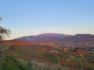 Blick auf die Weinberge