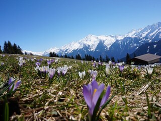 Appartement de vacances Ramsau im Zillertal Environnement 21