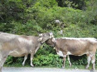 Appartamento per vacanze Hochkrimml Ambiente 18