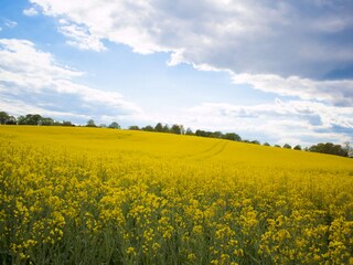 Appartement de vacances Heringsdorf (Seebad) Environnement 15