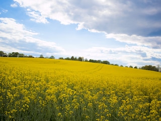 Vakantieappartement Heringsdorf (Seebad) Omgeving 15