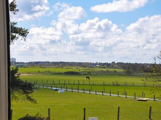 Blick aus dem Garten