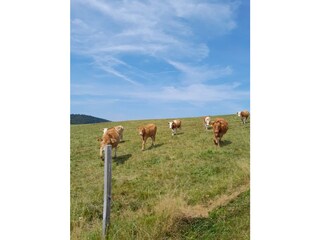 Ferienwohnung Herrischried Umgebung 25