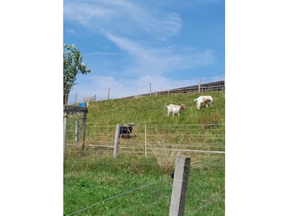 Ferienwohnung Herrischried Außenaufnahme 8