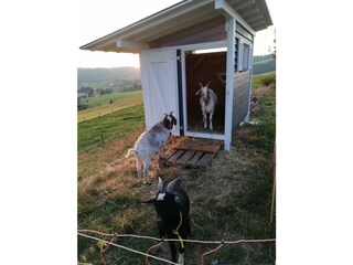 Ferienwohnung Herrischried Außenaufnahme 9