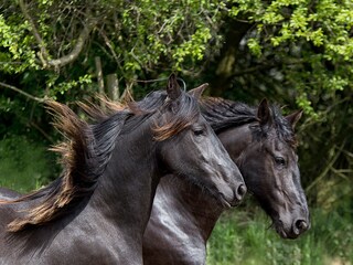 Friesendame Mabel mit Tochter Zarah